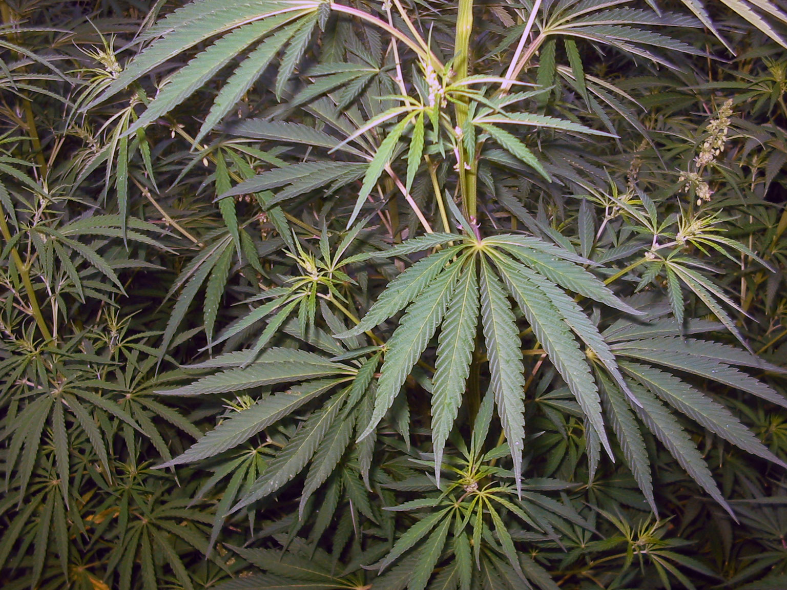 Cannabis Terapeutica Cannabis Terapeutica